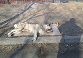 Во Владивостоке догхантеры снова отравили собак