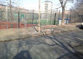Во Владивостоке догхантеры снова отравили собак