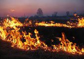 В Приморье введена чрезвычайная ситуация из-за многочисленных пожаров