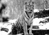 В Приморском крае тигр утонул, провалившись под лёд