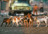 В Приморском крае собаки насмерть загрызли мужчину