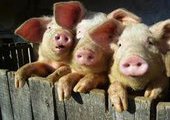 В Спасске скрывали факт заражения животных ящуром и кормили опасным мясом приморцев