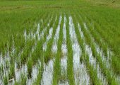 В Приморье один коммерсант разрушил дамбу для рисовых плантаций другому