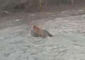 Амурский тигр ушёл в Китай, переплыв Уссури