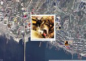 Кошки из Приморья можно найти на картах Google