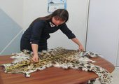 За шкуру убитого леопарда в Приморье присудили исправительные работы и штраф