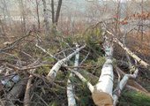 В пригороде Владивостока таджики вырубили сотни деревьев