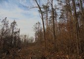 В пригороде Владивостока таджики вырубили сотни деревьев