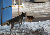 Во Владивостоке новый случай отравления собак догхантерами