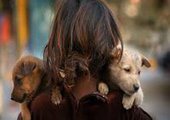 Во Владивостоке пытаются снизить численность бездомных собак
