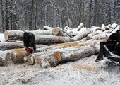 В Приморье лес вырубали незаконно в промышленных масштабах