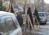 Во Владивостоке начали нелегально торговать ёлками