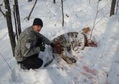 В смертельной схватке тигров в Приморье выжил сильнейший