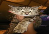 Метаморфозы знаменитой кошки из аэропорта Владивостока