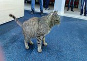 Метаморфозы знаменитой кошки из аэропорта Владивостока