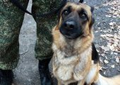Во Владивостоке пропавшего школьника искали с собакой