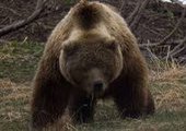 Медведь чуть не снял скальп с жителя Приморья