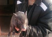 В Приморье вьетнамские свиньи помогают воспитывать заключенных