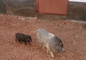 В Приморье вьетнамские свиньи помогают воспитывать заключенных