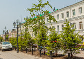Во Владивостоке посадили деревья на ветер