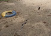 Змея забралась на детскую площадку Владивостока
