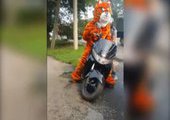 В Уссурийске оштрафовали тигра на мотоцикле
