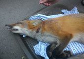 На острове Русском во Владивостоке подстрелили лису