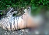За информацию об убийце тигрёнка в Приморье обещают денежное вознаграждение