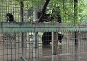 Медведей из затопленного зоопарка Уссурийска решили не вывозить