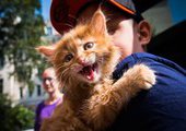 Во Владивостоке покажут и раздадут бездомных котят