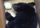 В Приморье полицейские поймали медвежонка на дачном участке и выпустили в лес