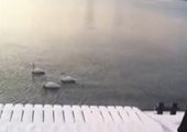 Лебеди облюбовали набережную Цесаривича во Владивостоке