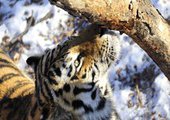 Охотник в Приморье сошелся в поединке с тигром и выжил