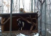 В сафари-парке тигр сдружился с козлом, которого ему прислали на обед