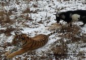 В сафари-парке тигр сдружился с козлом, которого ему прислали на обед