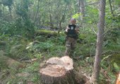 «Лесной инспектор» будет следить за незаконными вырубками тайги в Приморье