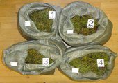 175 килограмм наркотиков изъято полицейскими в Приморье в ноябре