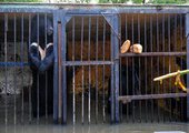 В Уссурийске спасенных зверей из зоопарка перевозят в вольеры городского парка