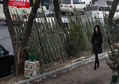 12 декабря ёлочные базары заработают во всех районах Владивостока