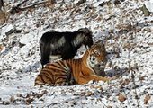 Тигр Амур и козёл Тимур привлекают иностранных туристов