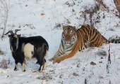 За жизнью тигра Амура и козла Тимура можно теперь наблюдать он-лайн
