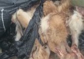 В Уссурийске найдена свалка с мёртвыми собаками оставленная живодёрами