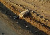 На Русском острове под колесами машин гибнут лисицы