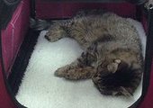 Кошка Матроска, талисман ХК "Адмирал", при смерти