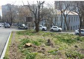 В центре Владивостока собираются вырубить небольшой сквер