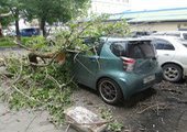 Во дворе жилого дома Владивостока упавшее дерево сильно повредило автомобиль