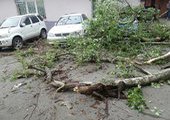 Во дворе жилого дома Владивостока упавшее дерево сильно повредило автомобиль
