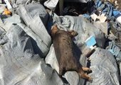 Рядом с Владивостоком обнаружен нелегальный скотомогильник