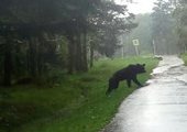Дикий медведь бродит в окрестностях курорта Шмаковка