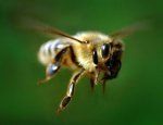 Яковлевские пчеловоды могут лишиться своих подопечных из-за взрывов.